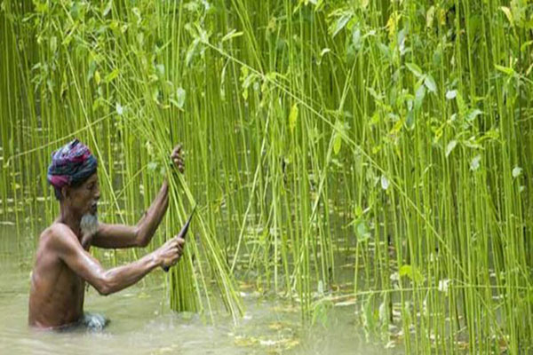 সোনালি আঁশের অধঃপতন